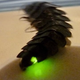 Illustration for article titled Firefly Larvae are Venomous and Pitiless Hunters